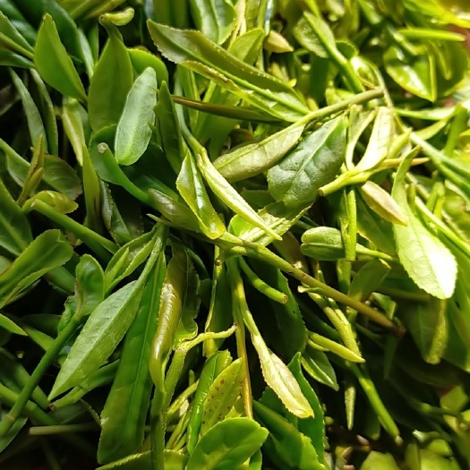 日照日照绿茶 春茶上市！！质优价廉！