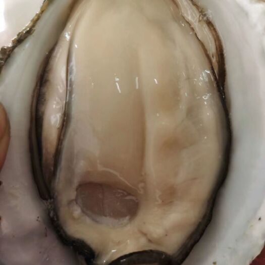 广州湛江牡蛎 正宗湛江生蚝
