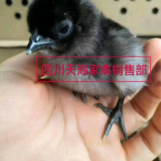 沐川县土鸡苗 市场需求量大，营养价值高！