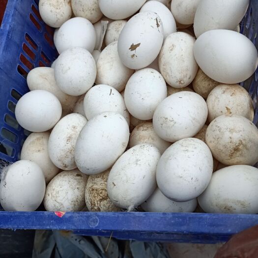 涞水县鲜鹅蛋 可以孵化   可以食用