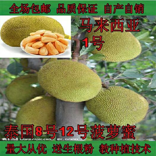 灵山县 泰国菠萝蜜树苗泰国榴莲蜜苗马来西亚1泰国8号嫁接四季菠萝蜜苗