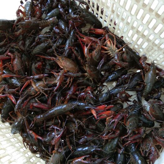 潜江市 有需要小龙虾的联系