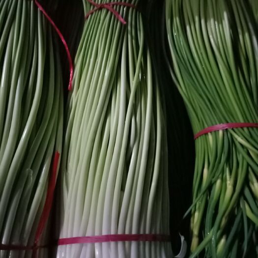 丰县白帽蒜薹 蒜薹掉价了，有采购的客户欢迎来了