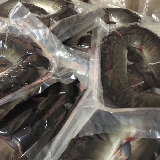 饶平县 黑鳗鱼