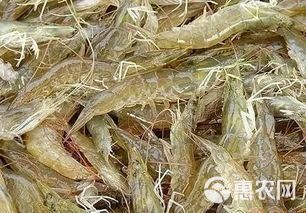 青虾苗  河！虾苗/草虾第1手货源，量大从优。