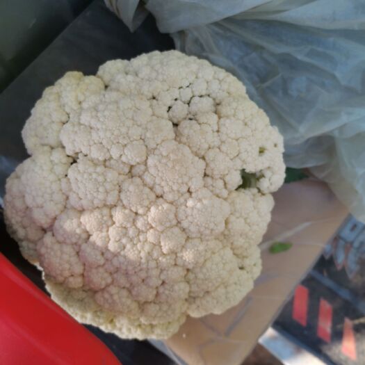 郯城县白面青梗松花菜 菜花，白面青梗，散花，实花已大量上市及各种蔬