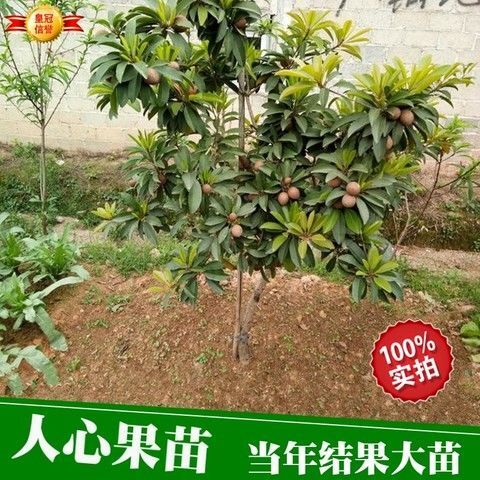 灵山县人心果树苗 人心果苗优质品种水果王超甜盆栽地栽香瓜茄人参果苗当年挂果包邮