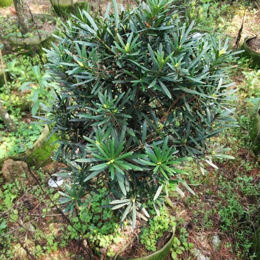 漳平市小叶罗汉松 罗汉果高杆精品1-1.2左右