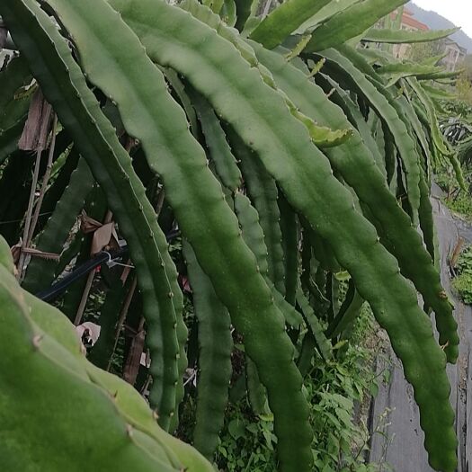 新兴县蜜玄龙火龙果苗  蜜玄龙果苗