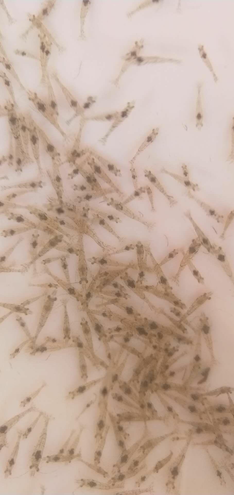 草虾苗/河.虾/沙虾