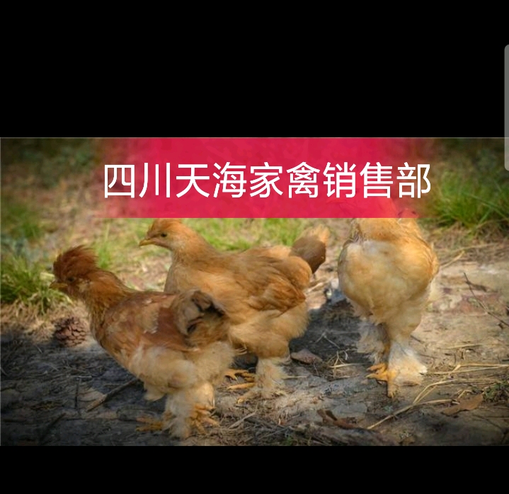  九斤黄鸡苗
