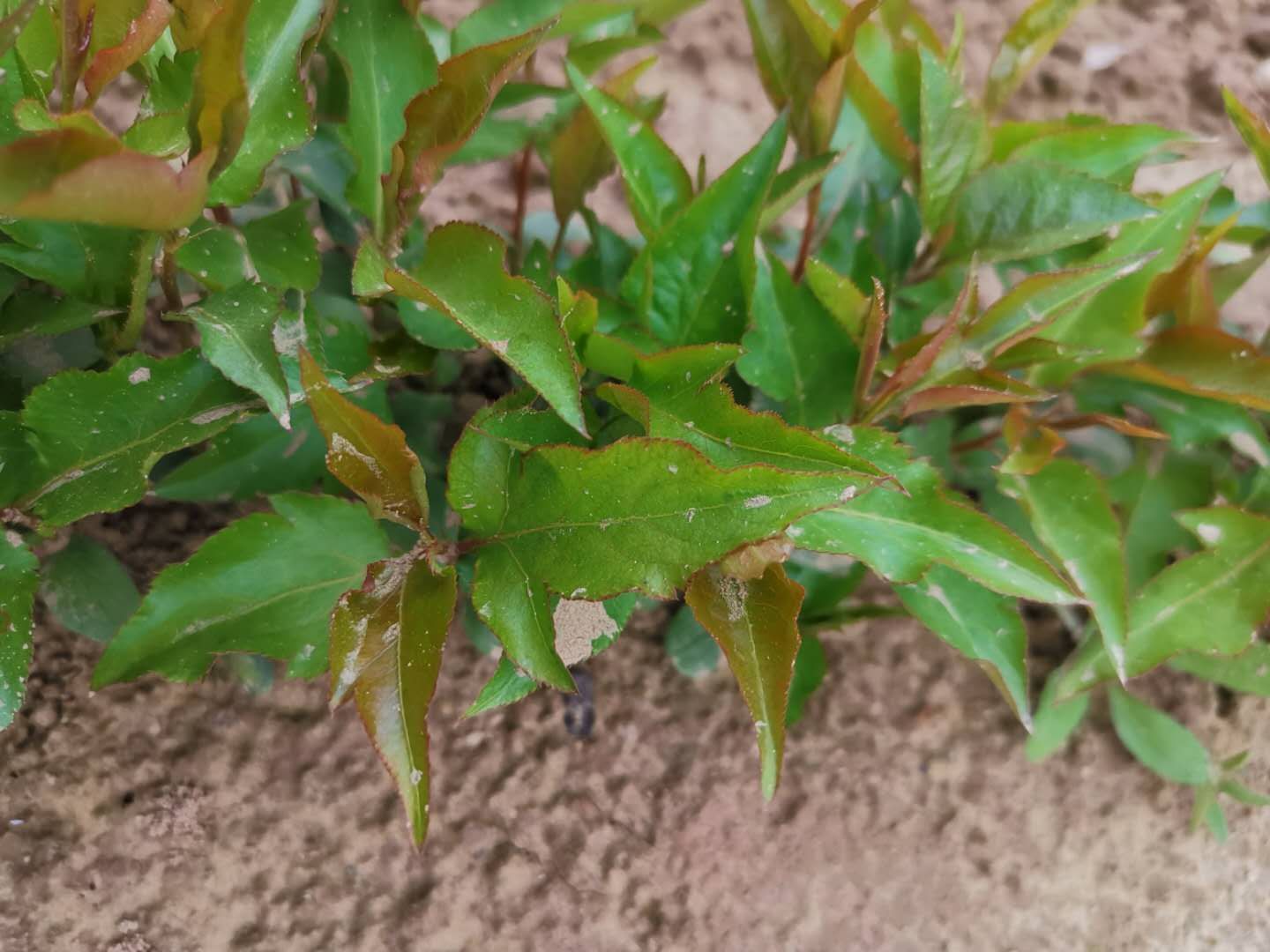 杜梨苗 杜梨小苗，杜梨芽苗，包成苗，免费技术指导