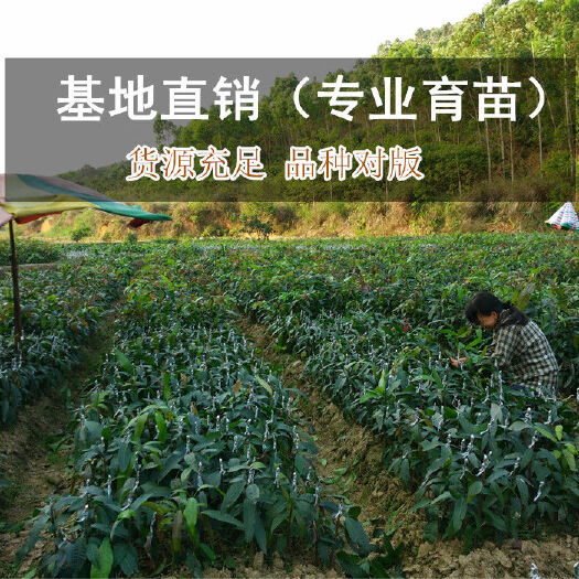 灵山县四季芒果苗 芒果树苗南方果树苗红贵妃四季芒嫁接当年结果盆栽地栽（2年苗）