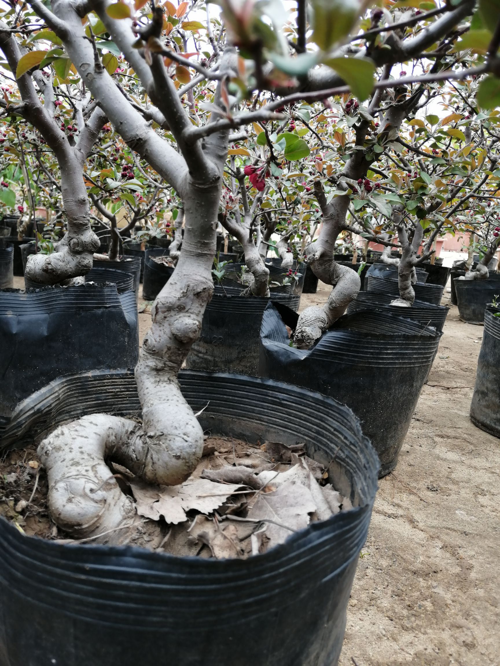  海棠花盆栽海棠树苗盆景四季花卉庭院室内外阳台耐寒绿植盆栽