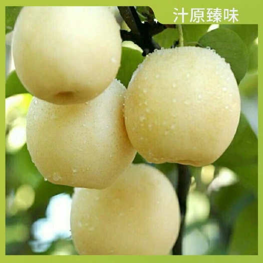 砀山县 皇冠梨，砀山皇冠梨，自家种植，一手货源