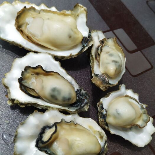 莱州市乳山牡蛎 烟台莱州金城生蚝