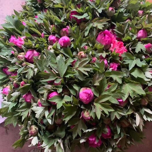 菏泽观赏牡丹  鲜切花，颜色对版