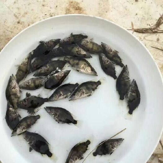 恩平市桂鱼苗 桂花鱼，肉质细嫩，无细刺，味道清甜鲜美