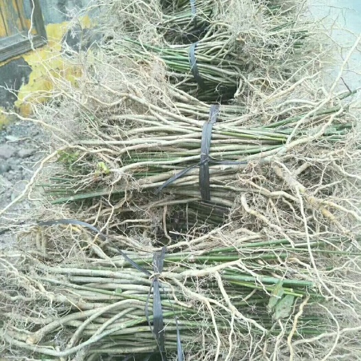 信丰县 勾藤苗，威灵仙苗，红果参苗，黄精苗，天门冬苗，大量售