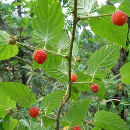 荣县 红树莓（三月泡）
