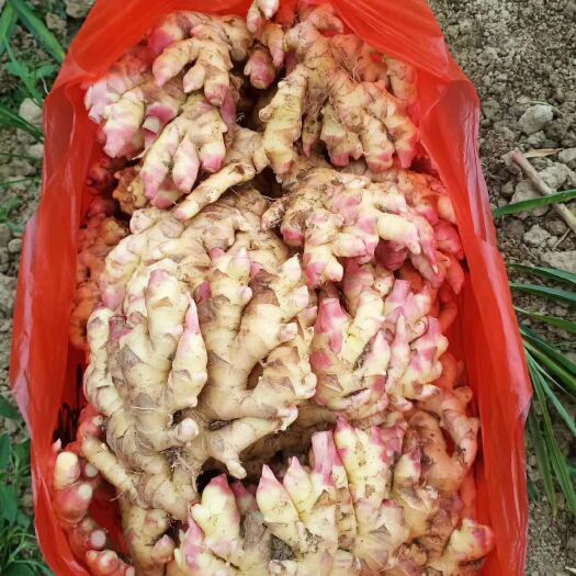 汝城县 湖南生姜小黄姜自家种植