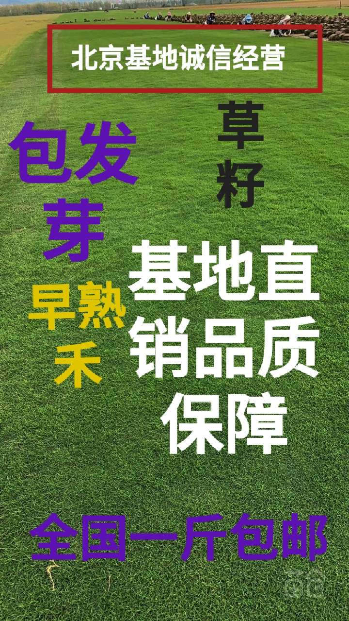 草坪种子 北京草坪基地草坪草种销售价格草坪养护草坪种植技术宿根花卉