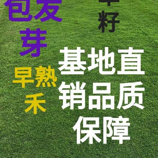 北京草坪种子 北京草坪基地草坪草种销售价格草坪养护草坪种植技术宿根花卉
