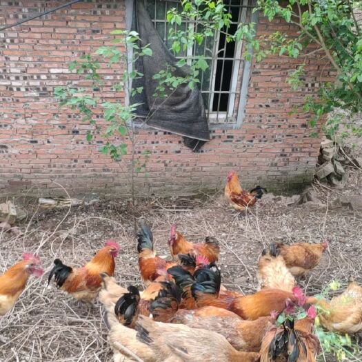 重庆市 散养土鸡   粮食喂养