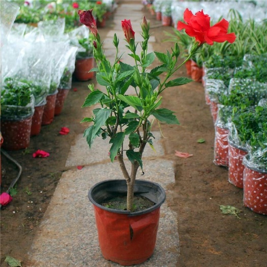 宿迁果桑苗 扶桑花盆栽花卉多色扶桑苗红色扶桑花苗大花重瓣朱槿牡丹芙蓉花