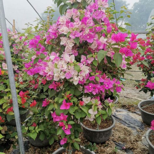 漳州 勒杜鹃（三角梅），花期长，是绿化，家庭观尝。