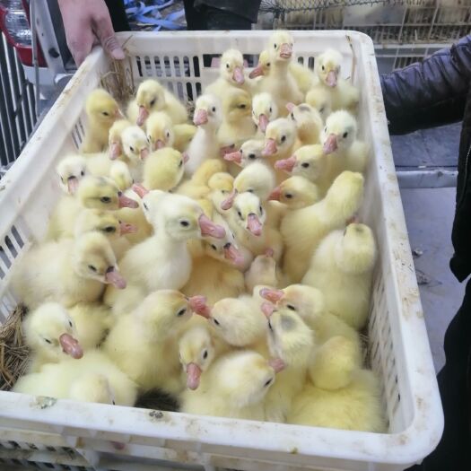 灌云县四季鹅苗  大白鹅   大品种  长得大 好养 产蛋王