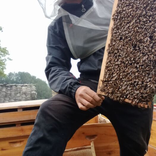 长顺县紫云英蜜 自产自销蜂产品