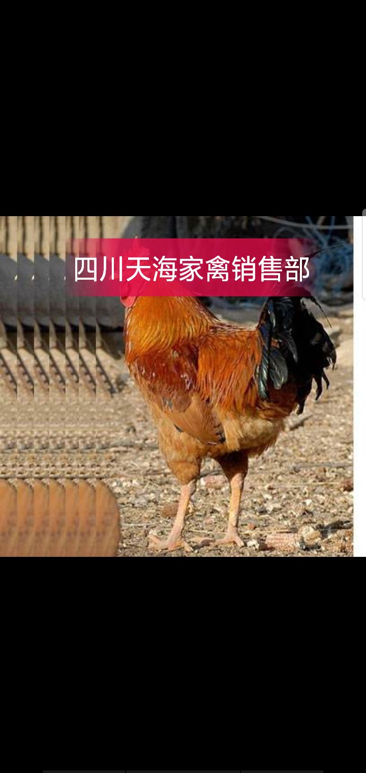  九斤黄鸡苗