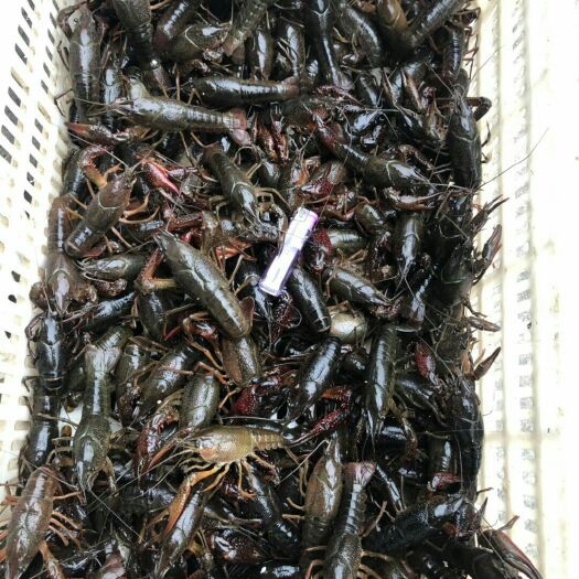 洪湖市清水小龙虾 大红6-9钱 湖虾