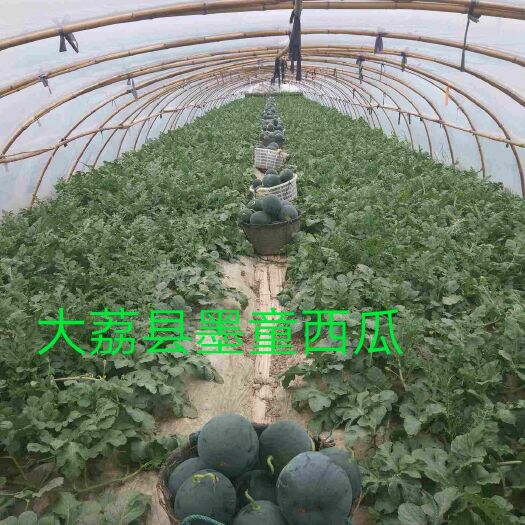大荔县大荔县大棚直播苗大棚地爬墨童西瓜火热预售中，基地直发(代办)