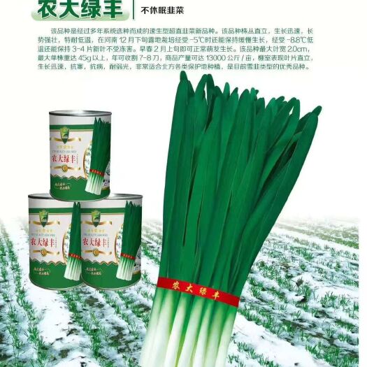 郑州韭菜种子  不休眠  杆高 耐低温