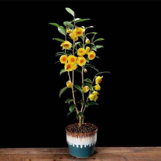漳平市金花茶盆栽 金花茶种植基地