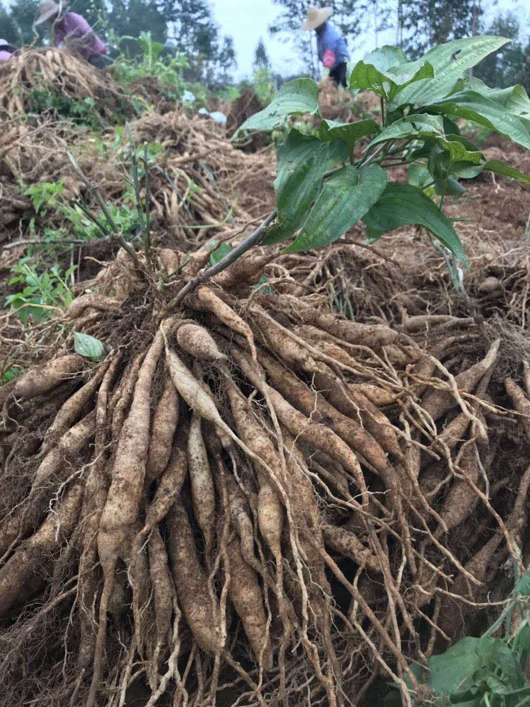 红花百部有什么作用图片