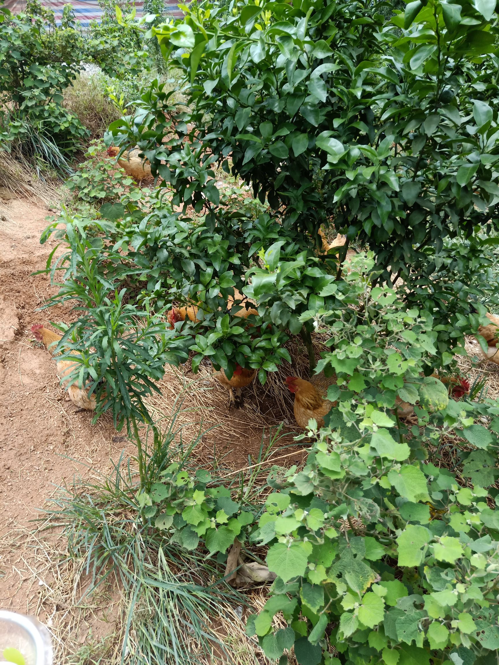 素鸡 广西壮族  自家农场五谷杂粮养的鸭鹅鸡