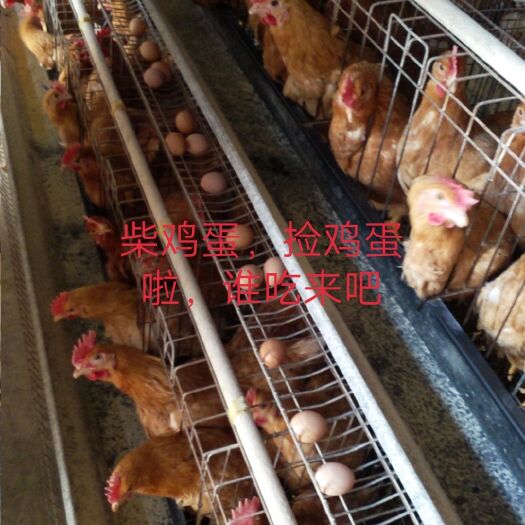 商水县 土鸡蛋，好吃不贵，营养早餐