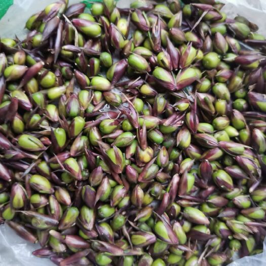  大自然的馈赠  竹米