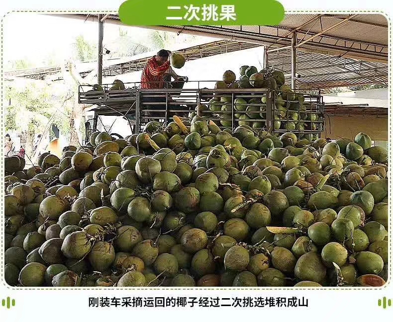  海南文昌椰青
