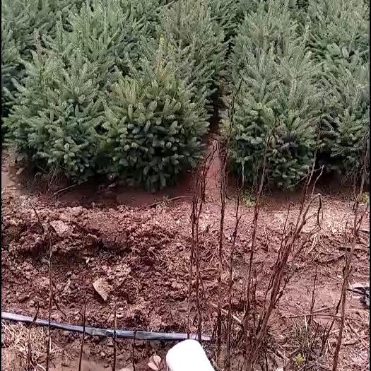 天祝县 康定云杉