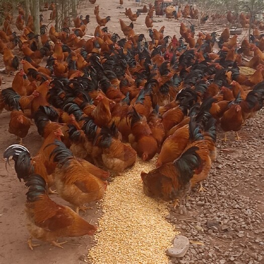 南宁素鸡 广西壮族  自家农场五谷杂粮养的鸭鹅鸡