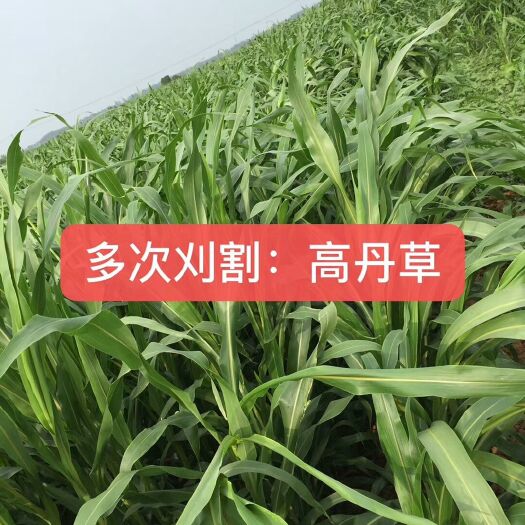 郓城县高丹草种子高丹草高丹王草高丹王养牛羊用草养鱼牧草种子