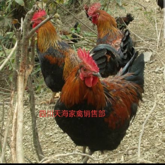 沐川县 黑土鸡苗