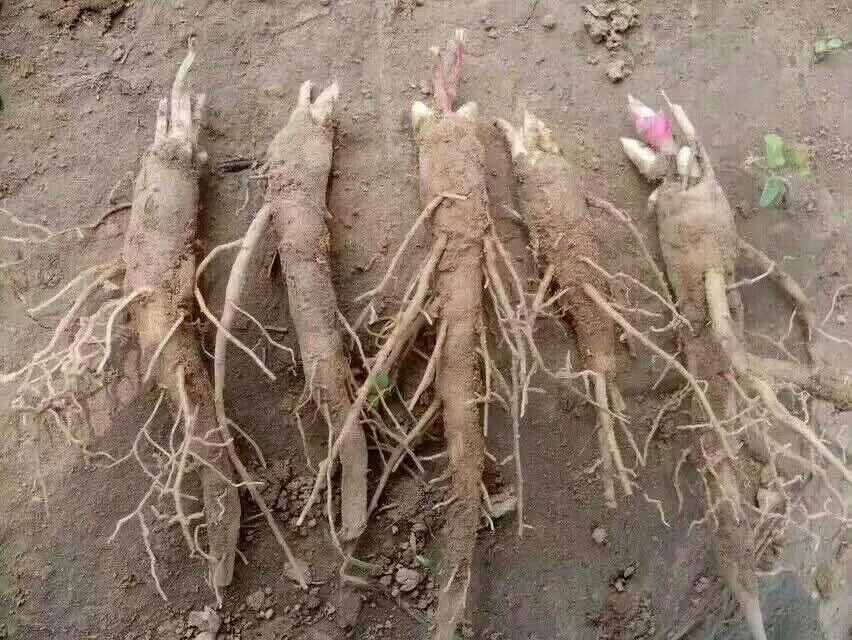 赤芍种苗 赤芍苗