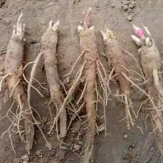 菏泽赤芍种苗 赤芍苗