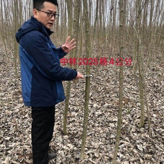 宿州 无絮杨树