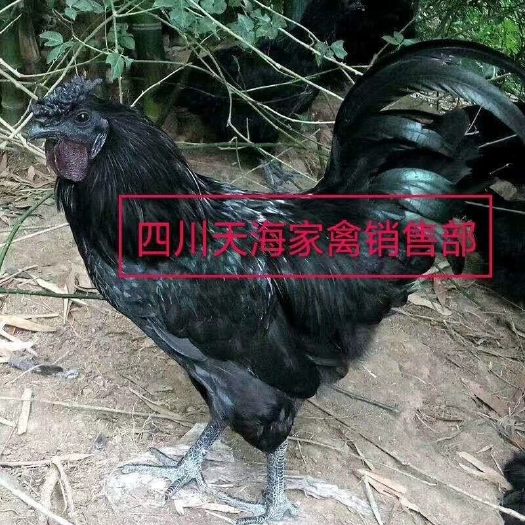 沐川县 五黑鸡苗
